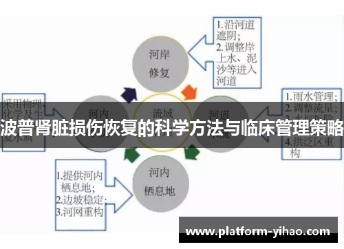 波普肾脏损伤恢复的科学方法与临床管理策略